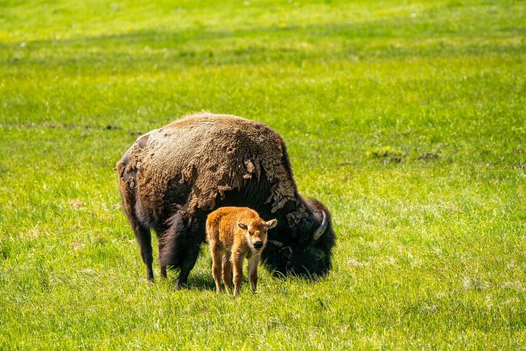 Wildlife 8