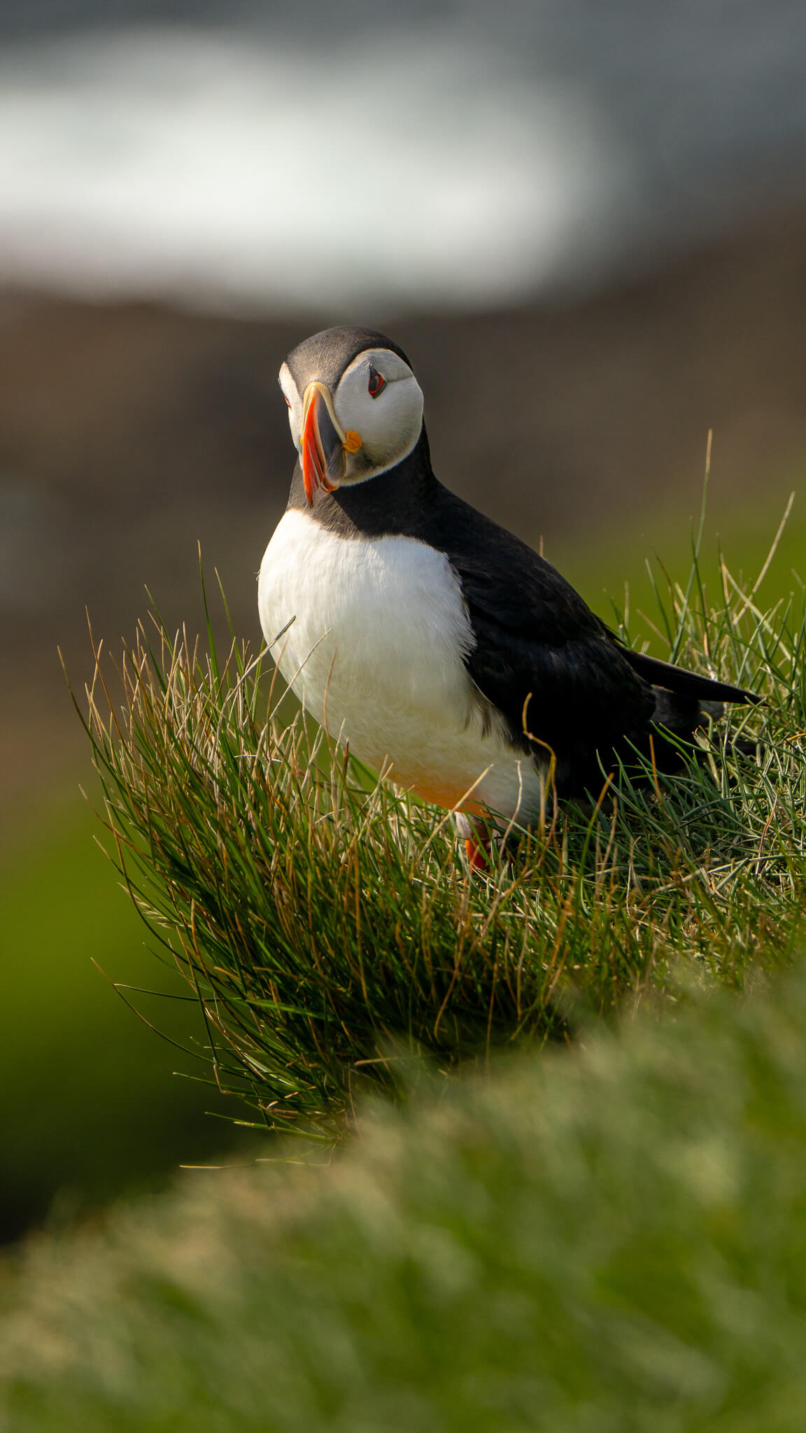 Wildlife 6