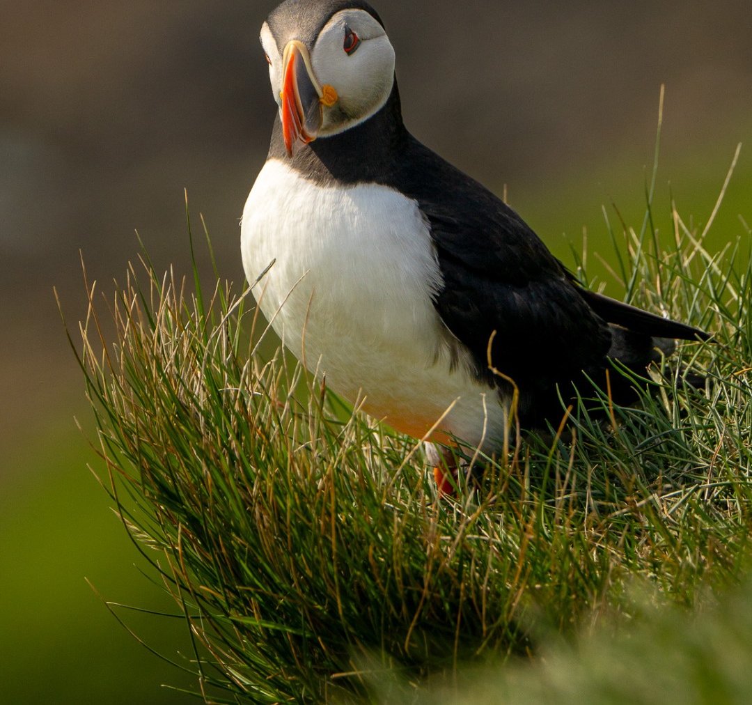 Atlantic puffin shot in Faroe Islands