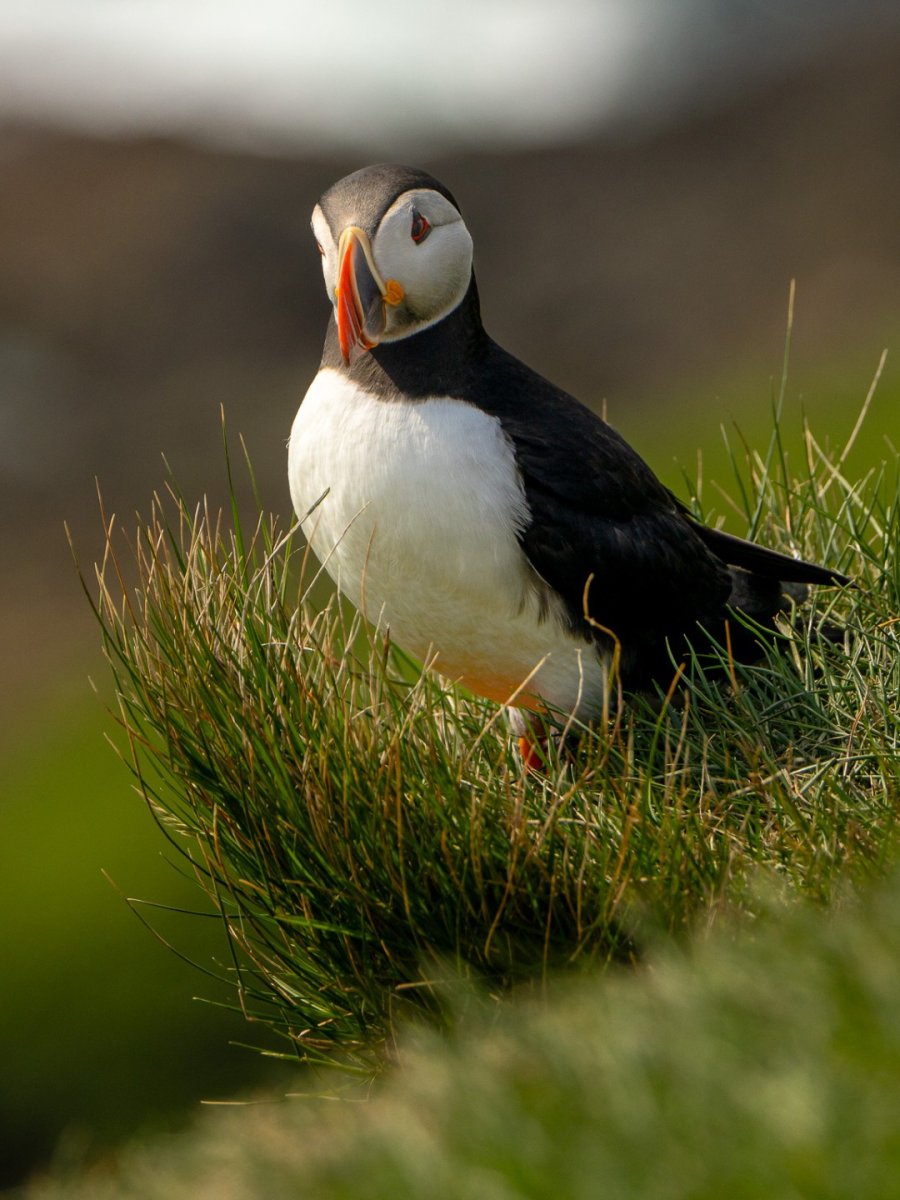 Collections 5 Atlantic puffin shot in Faroe Islands