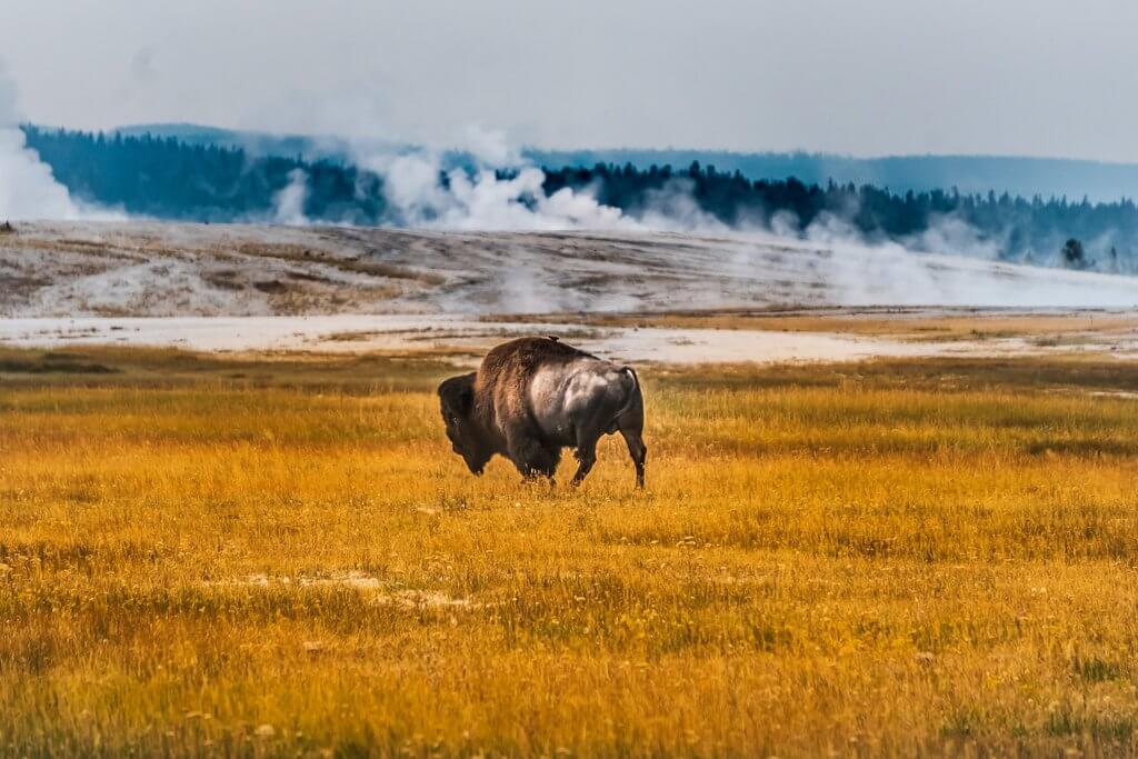 Wildlife 11