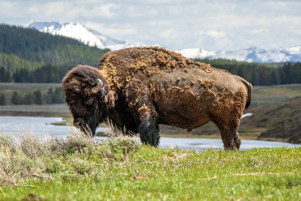 Wildlife 10