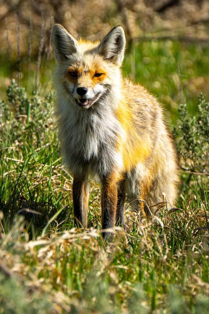 Wildlife 3