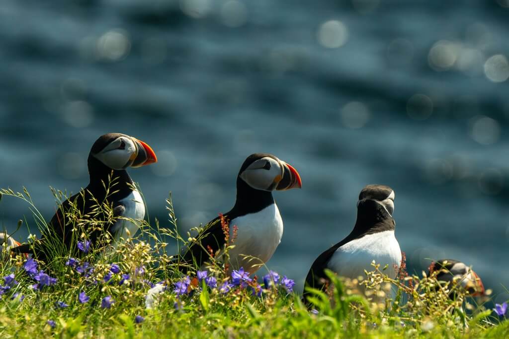 Wildlife 2