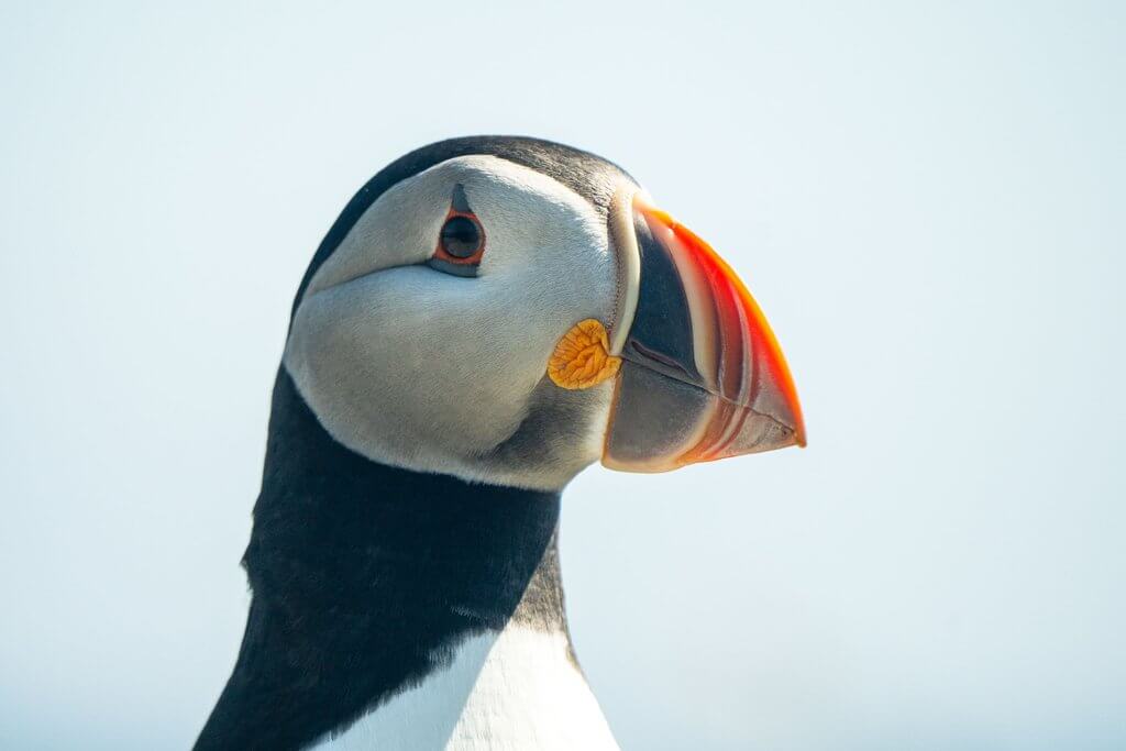 Wildlife 13