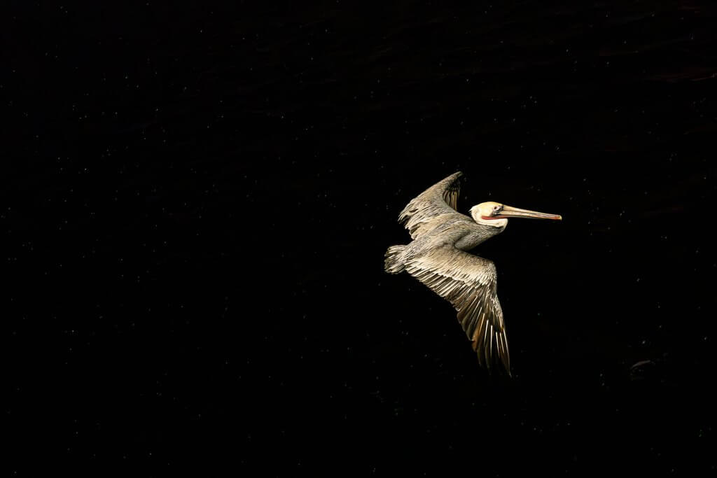 Wildlife 9