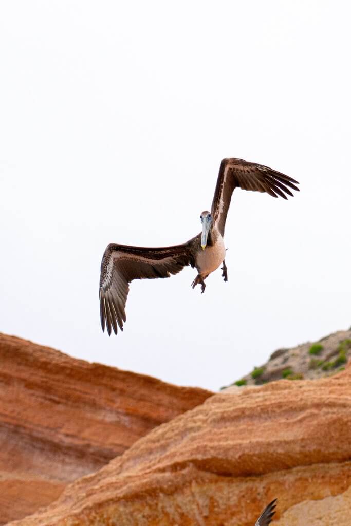 Wildlife 4