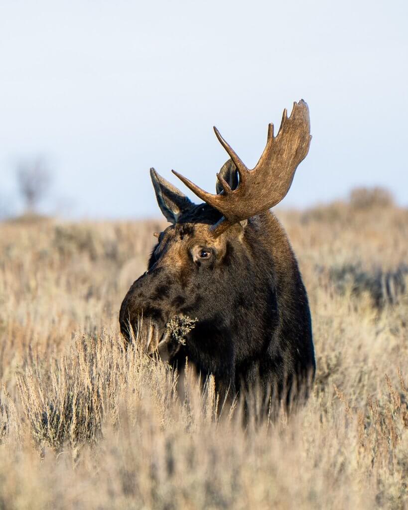 Wildlife 5