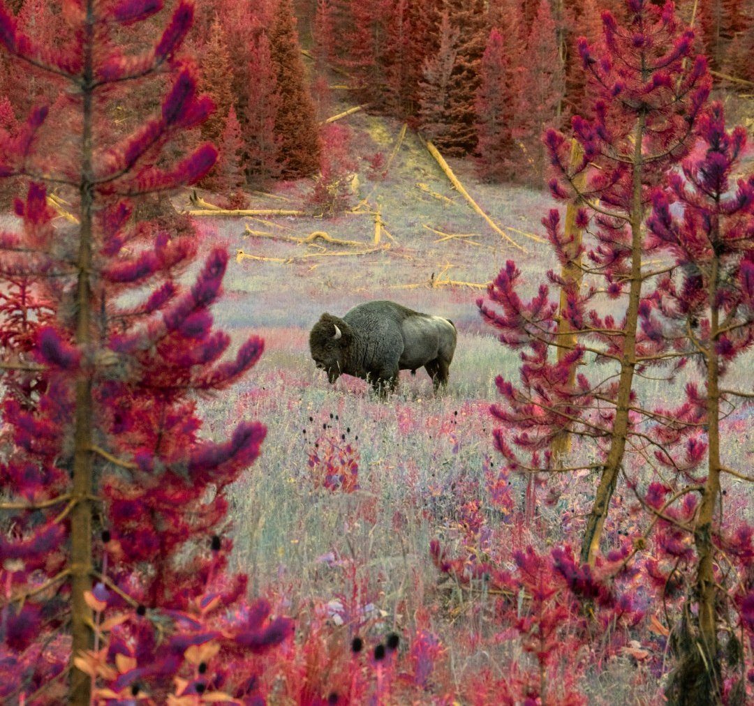 Hypercolor 1 Hypercolor shot - Bison in Yellowstone National Park