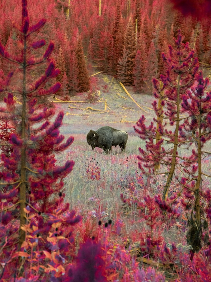 Collections 1 Hypercolor shot - Bison in Yellowstone National Park